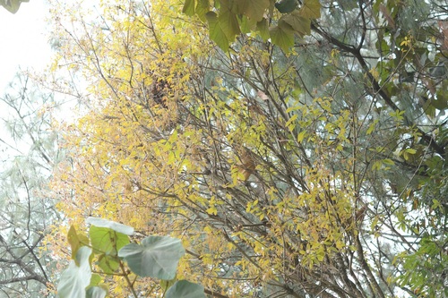 Quercus segoviensis, photograph 5