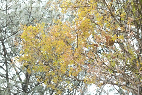 Quercus segoviensis, photograph 6