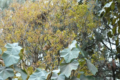 Quercus segoviensis, photograph 2