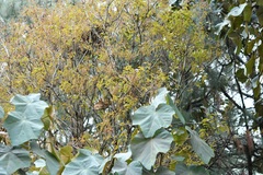 Quercus segoviensis, photograph (c) Neptalí Ramírez Marcial, some rights reserved (CC BY)