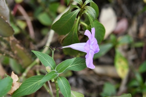 Ruellia breedlovei, photograph 4