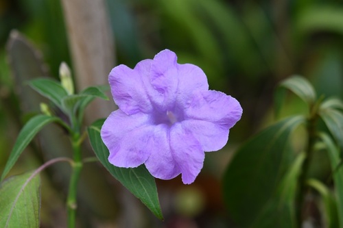 Ruellia breedlovei, photograph 3