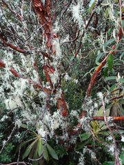 Polylepis quadrijuga