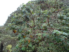 Polylepis quadrijuga