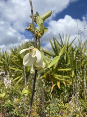 Asimina reticulata