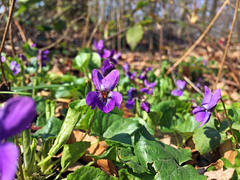 Viola odorata