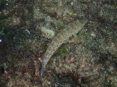 Parapercis millepunctata