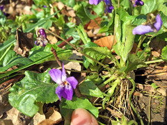 Viola odorata
