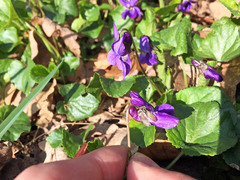 Viola odorata