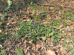 Viola odorata