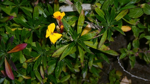 Erysimum × cheiri, photograph 5