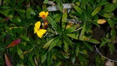 Erysimum × cheiri, photograph author not stated, no rights reserved