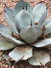 Agave parryi truncata