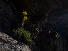 Alyssoides utriculata