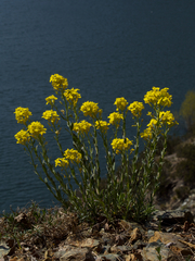 Alyssoides utriculata