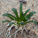 Lobelia dortmanna