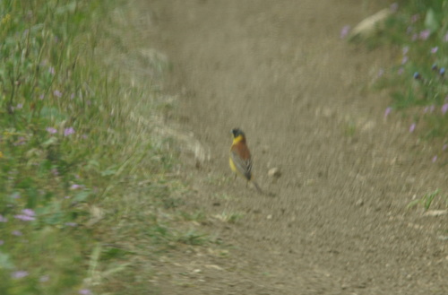 Black-headed Bunting (Emberiza melanocephala), photo 3