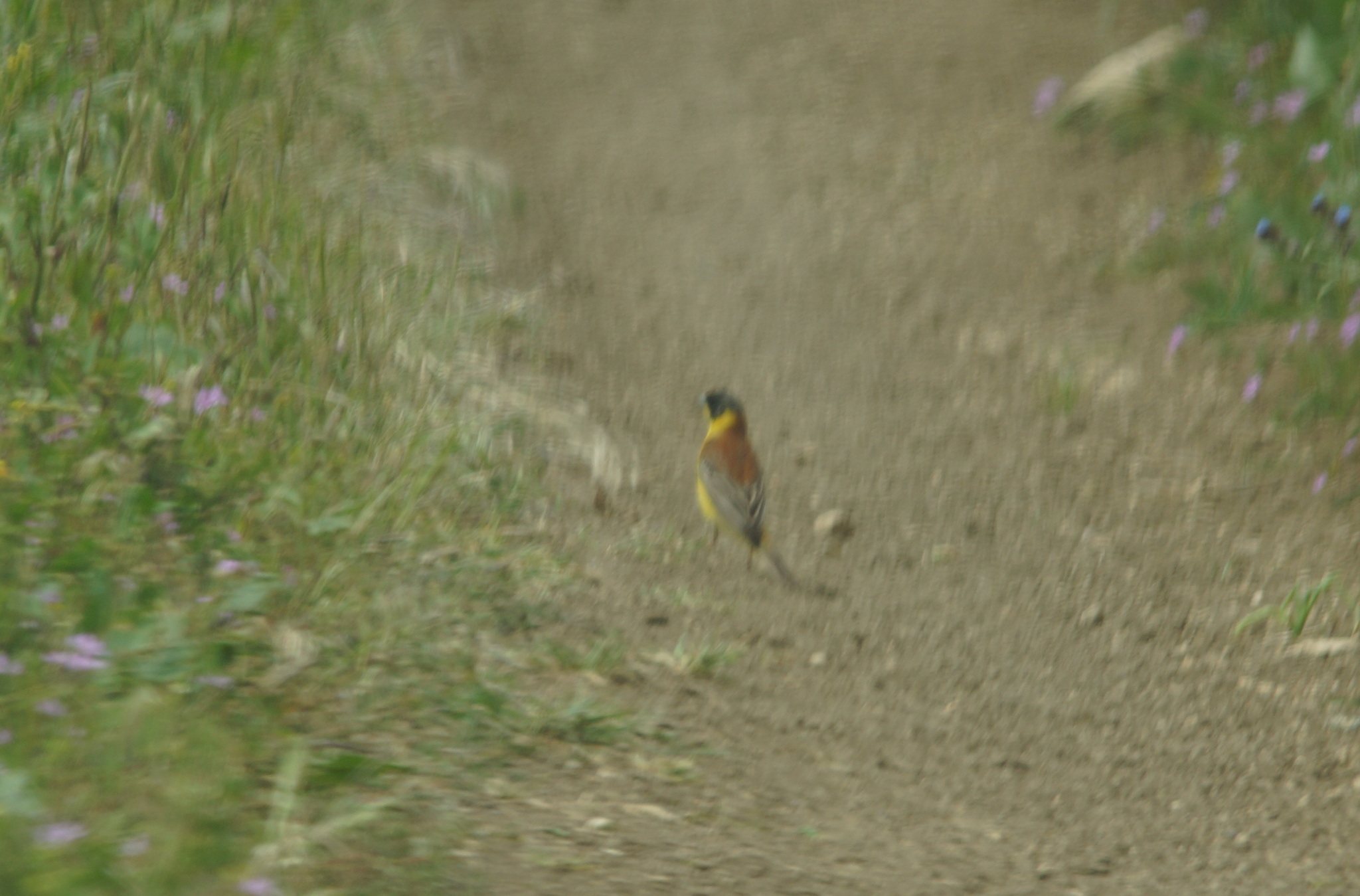 Black-headed Bunting (Emberiza melanocephala), photo 3