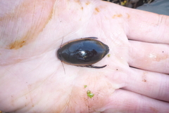Dytiscus verticalis