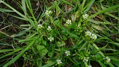 Cochlearia danica, photograph author not stated, no rights reserved