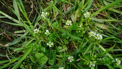 Cochlearia danica, photograph author not stated, no rights reserved