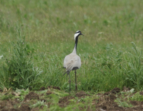 Grulla damisela (Grus virgo)