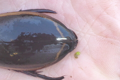 Dytiscus verticalis