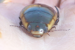 Dytiscus verticalis