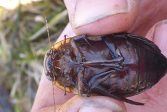 Dytiscus verticalis