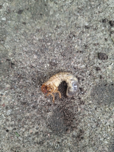 Common Cockchafer