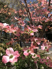 Cornus florida rubra