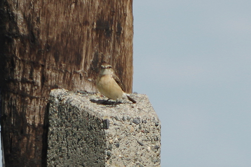 Siberian Stonechat