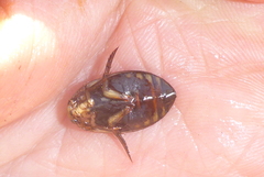 Acilius semisulcatus