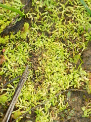 Callitriche marginata