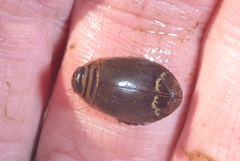 Acilius semisulcatus