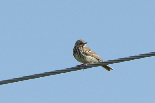 Tree Pipit
