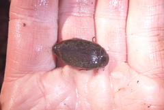 Dytiscus fasciventris