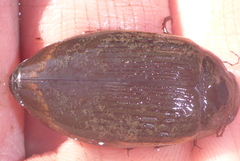 Dytiscus fasciventris