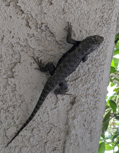 Desert Spiny Lizard