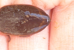 Dytiscus fasciventris
