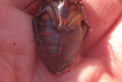 Dytiscus fasciventris