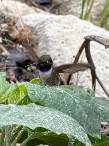 Black-chinned Hummingbird observed by bioned