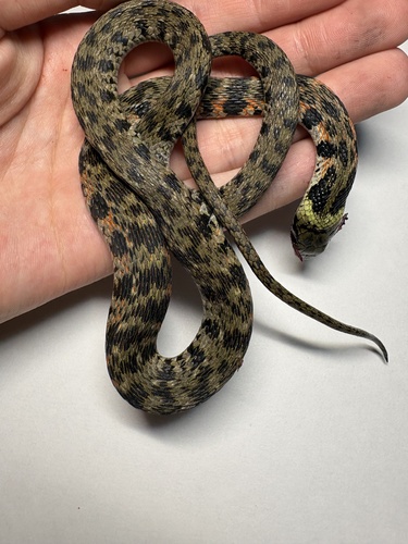 Tiger Keelback