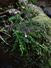 Trichonephila clavipes