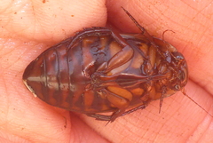 Dytiscus fasciventris