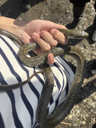 Japanese Ratsnake