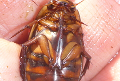 Dytiscus fasciventris