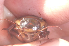 Dytiscus fasciventris