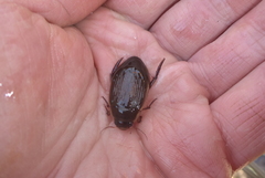 Dytiscus fasciventris