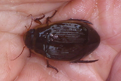 Dytiscus fasciventris